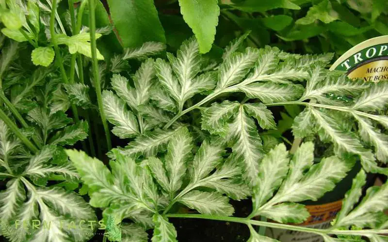 Silver Lace Ferns Feature Image