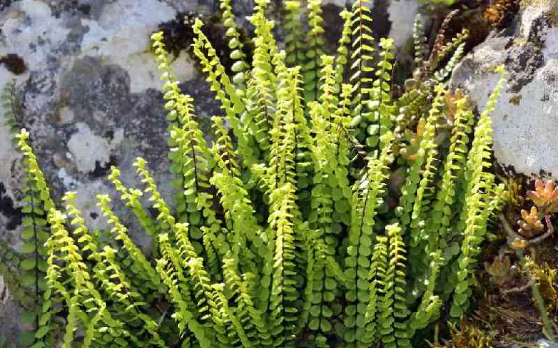 Small-leaf Evergreen Ferns 