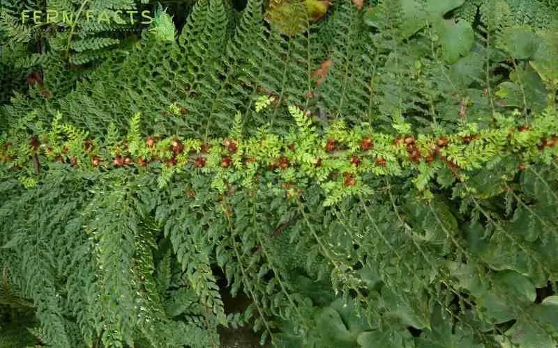 Soft Shield Fern