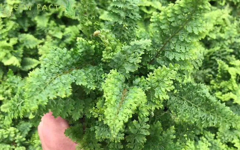 How to Grow and Care Soft Shield Fern (Polystichum Setiferum)