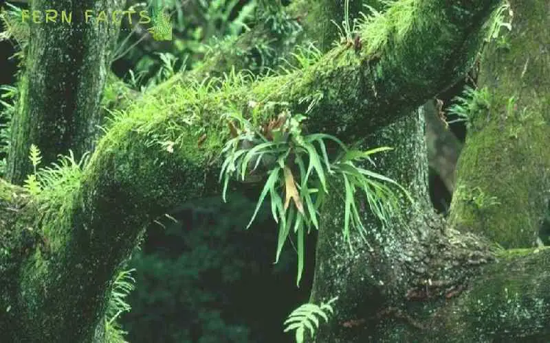 Staghorn Ferns Care