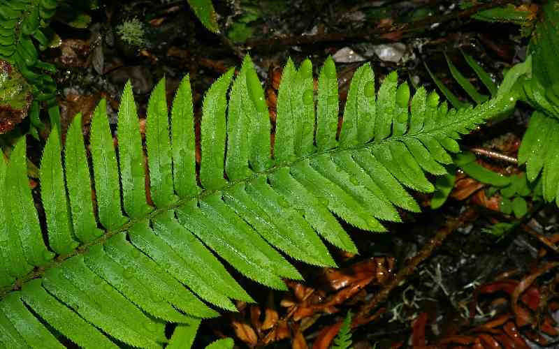 Sword Leaves Evergreen Ferns 