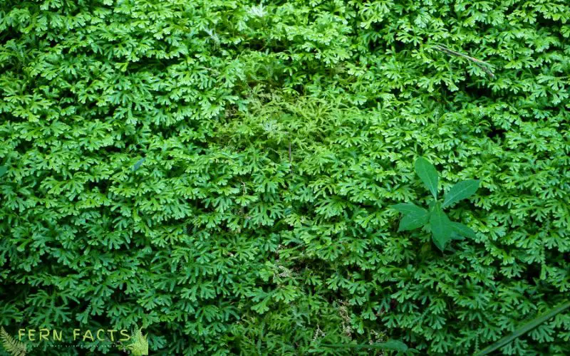 Use Ferns for Ground Cover