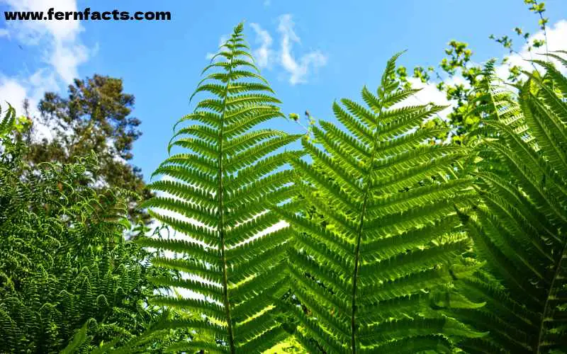 What Are the Prettiest Ferns