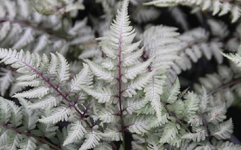 What is a Ghost Fern – Lady Fern Ghost Plant Info