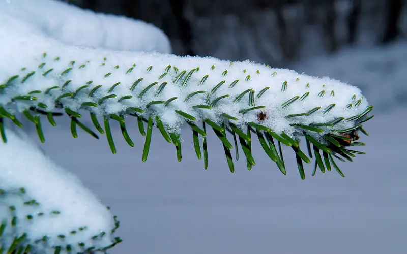 Ferns Freeze