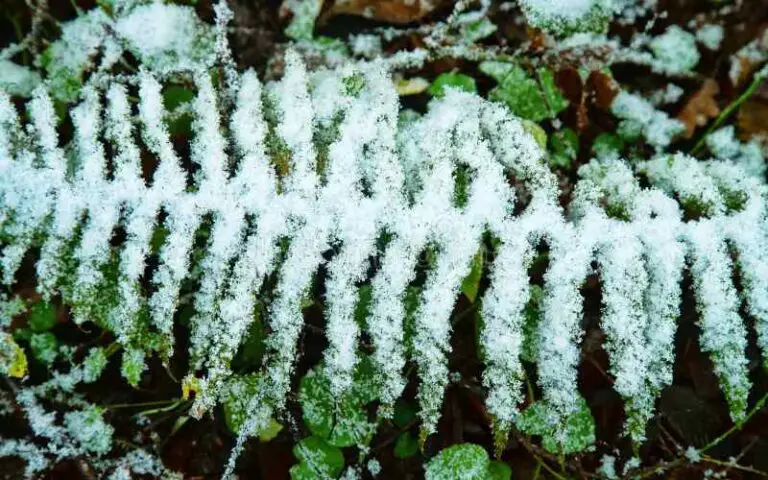 What to Do if Your Fern Freezes