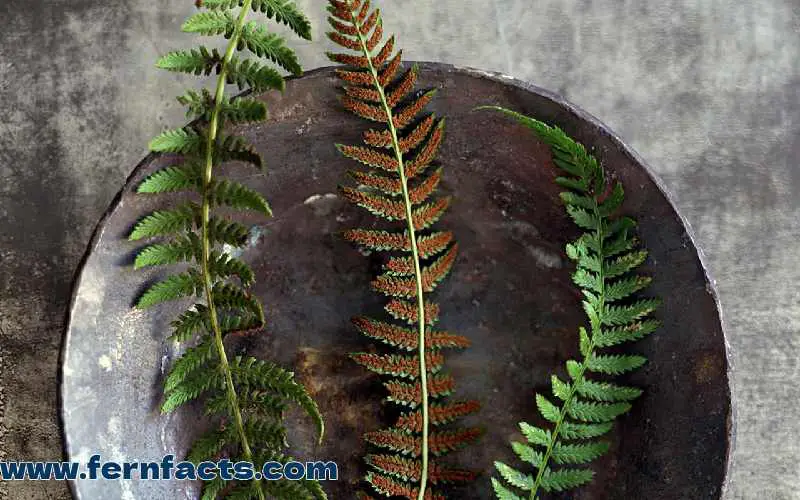 When to Cut Back Brown Fronds on Ferns