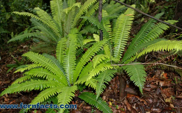 When to Plant Ferns Outdoors