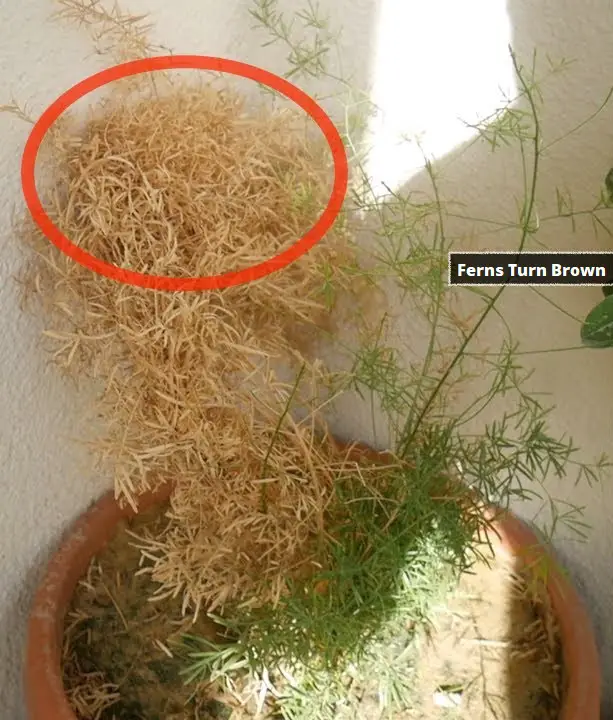 Why Do Ferns Turn Brown