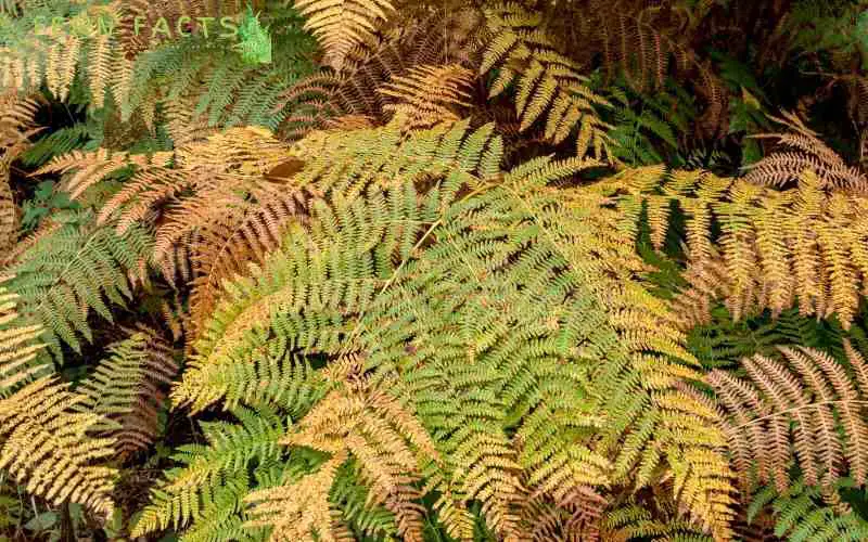 Yellowing or Browning Fronds 