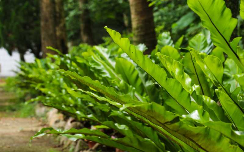 Bird's-nest Fern