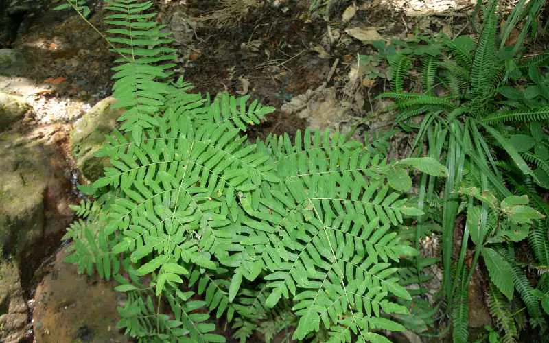 Royal Fern 