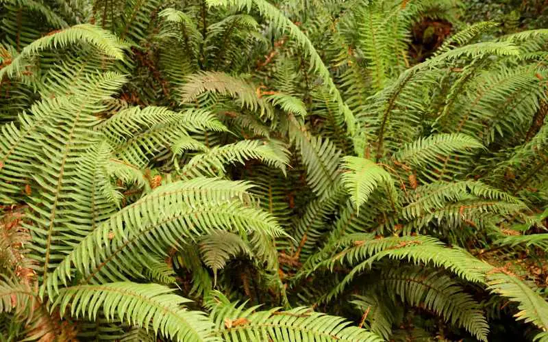 Western Sword Fern