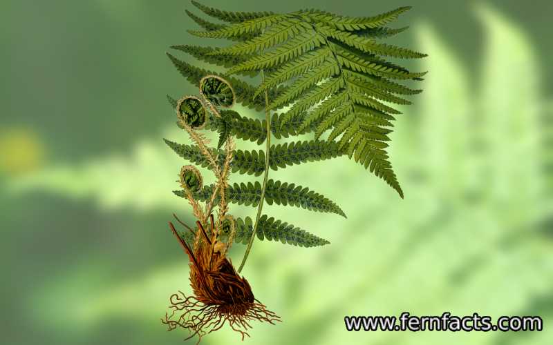 Are Ferns Pteridophyte 
