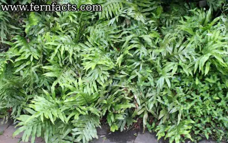 How to Care for Monarch Fern
