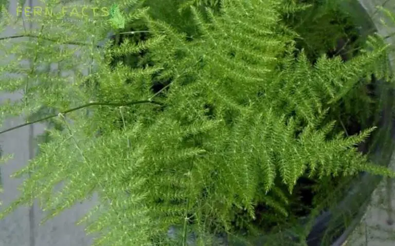 How to Grow and Care for Plumosa Fern