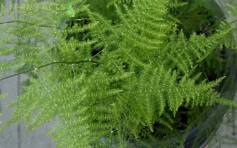 Care for Plumosa Fern