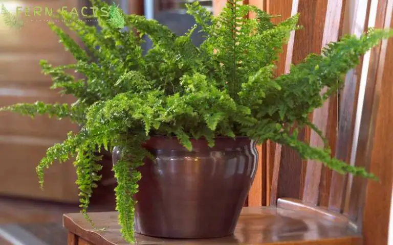 How to Grow and Care for Button Fern (Pellaea Rotundifolia)