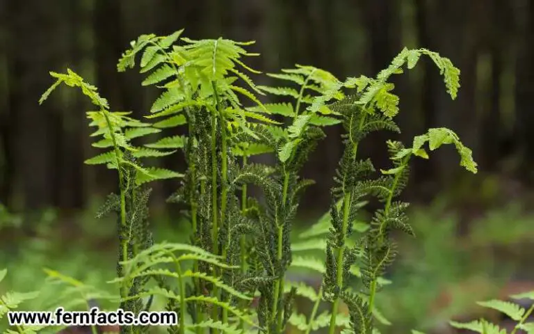 How To Care For Interrupted Fern Plants