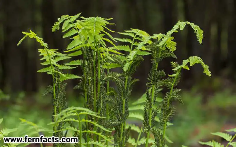 Care of Interrupted Fern Plants