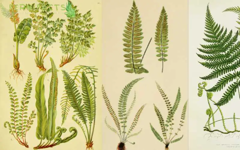 Common Fern Varieties