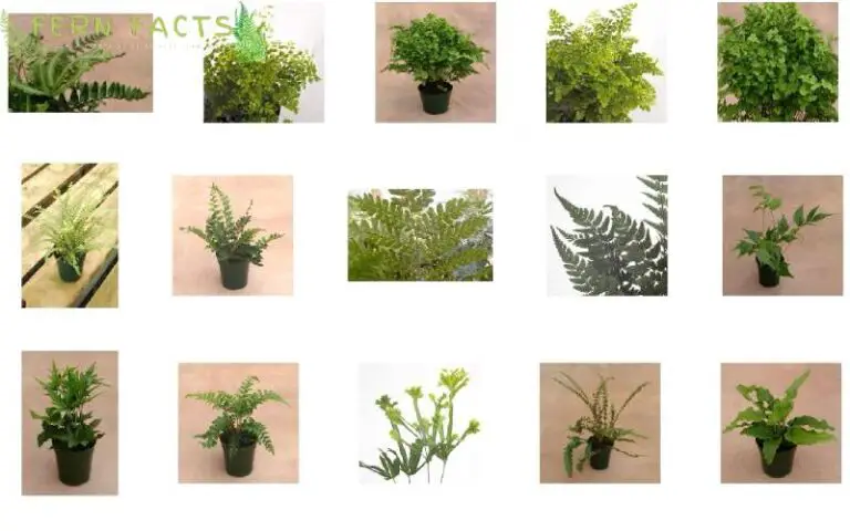Top 15 Common Names of Fern