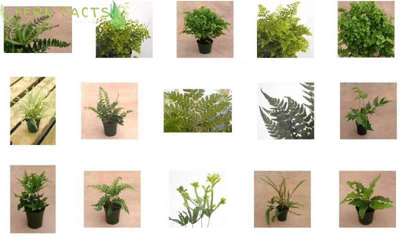 Common Names of Fern