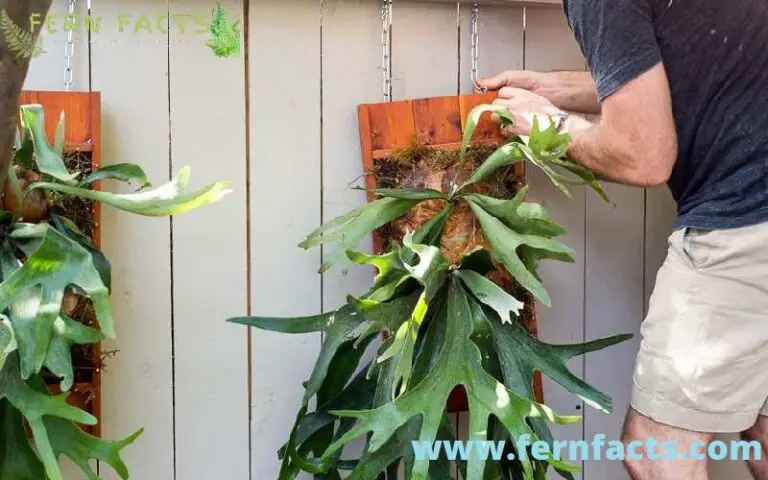 Dust on a Staghorn Fern – Do Staghorn Ferns Need to Be Cleaned