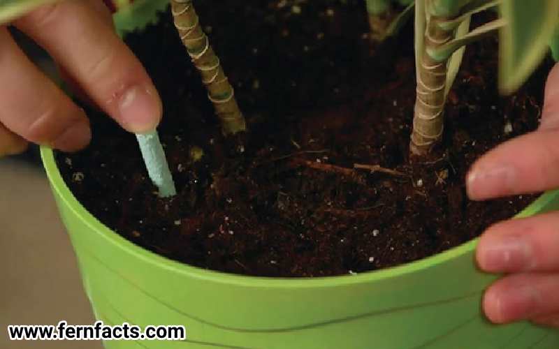 Fertilizing Indoor Ferns