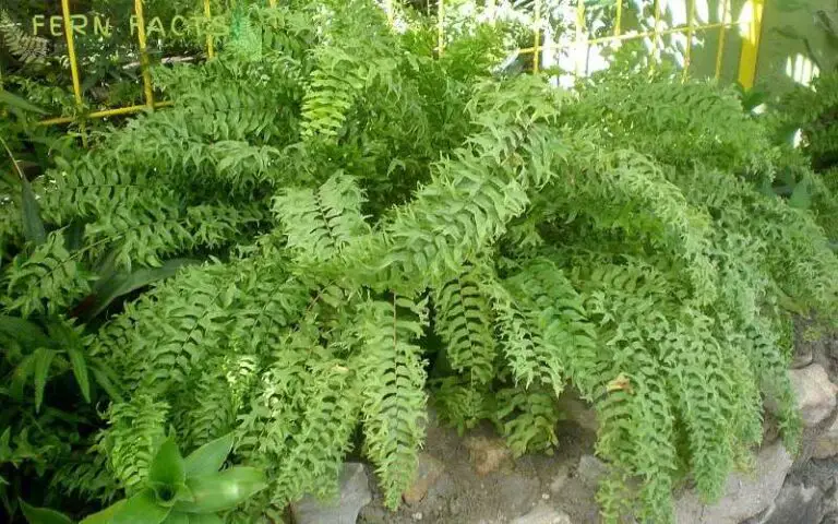 Fishtail Fern