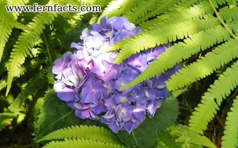 What is a Flowering Fern: Hardy Gloxinia Fern Information and Care