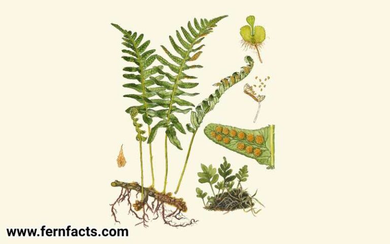 How to Grow Lady Ferns From Root