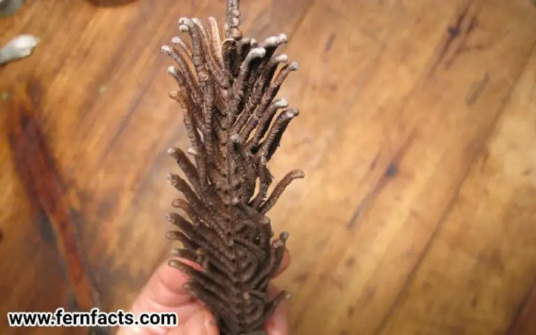How to Grow Ostrich Ferns From Spore