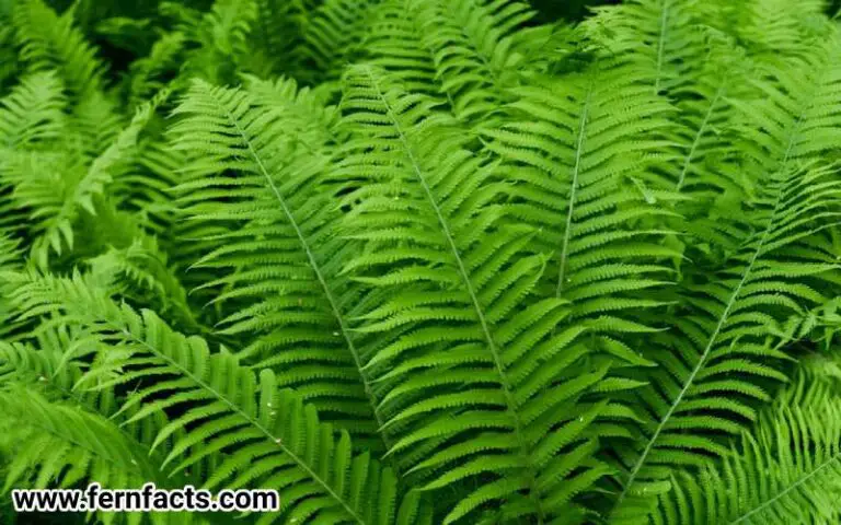 Hay Scented Fern Habitat Information and How to Grow