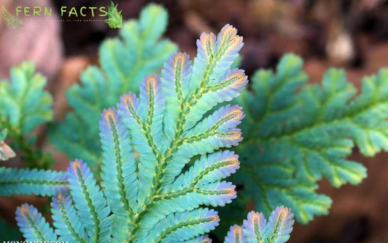 How to Grow and Care Peacock Fern