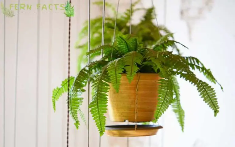 How to Make Your Hanging Ferns Last Longer