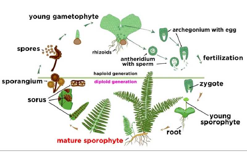 Life Cycle of Pteridophyte 