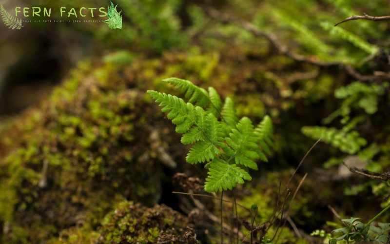 Marsh Fern