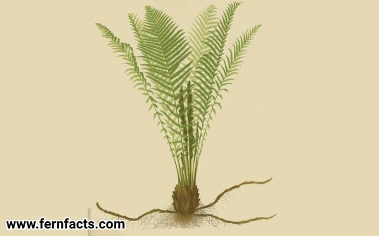 How to Grow Ostrich Ferns From Roots 