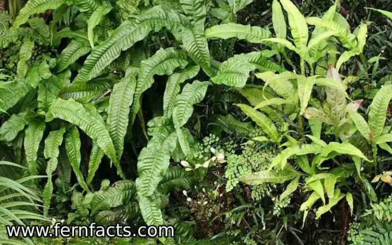 All About Pyrrosia Splendens Fern (One of My Personal Favorite Ferns)