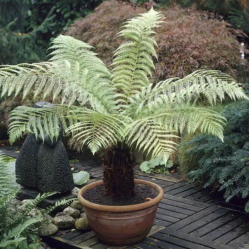 Soft Tree Fern