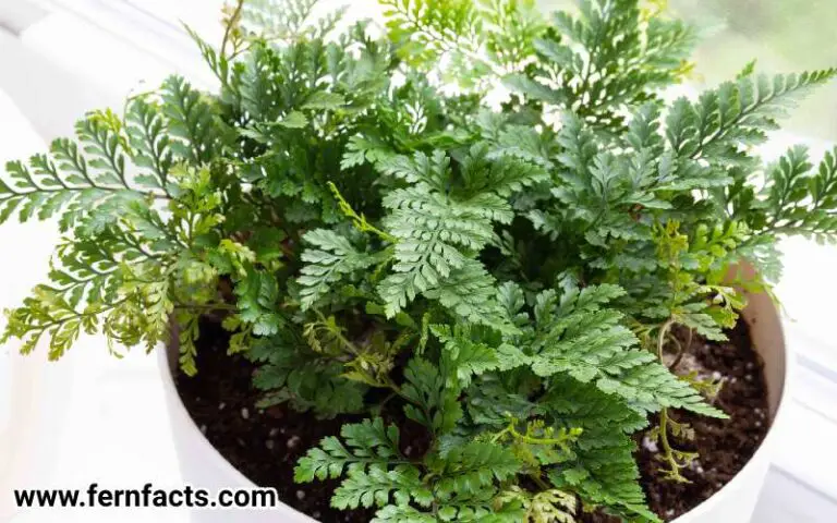 Squirrel’s foot Fern (Davallia Bullata) – All You Need to Know