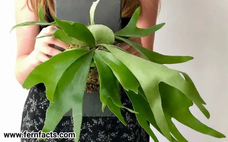 Reasons Why Your Staghorn Fern is Not Growing