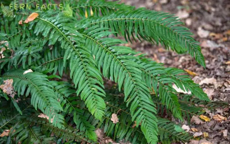 Sword Fern Plant Care: How to Grow Sword Ferns
