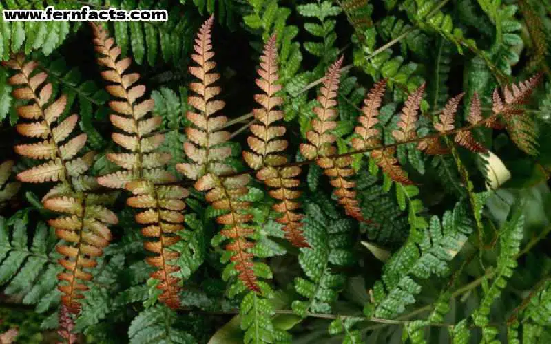 Treating Brown Fronds on Boston Fern Plant