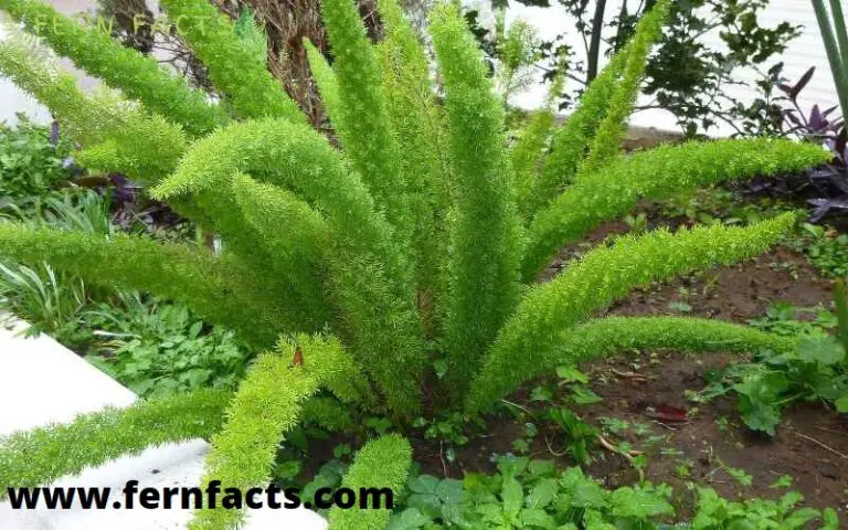 How to Trim Foxtail Ferns
