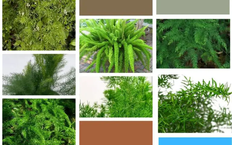 Types of Asparagus Fern – All You Need to Know