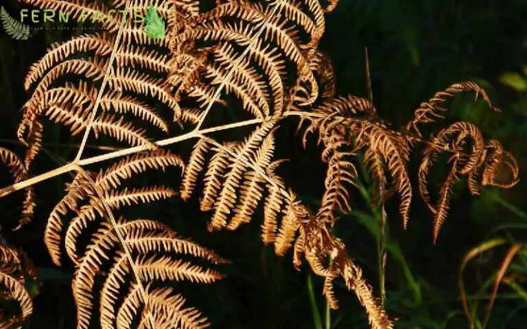 Why is My Fern Dying – Reason and Solution