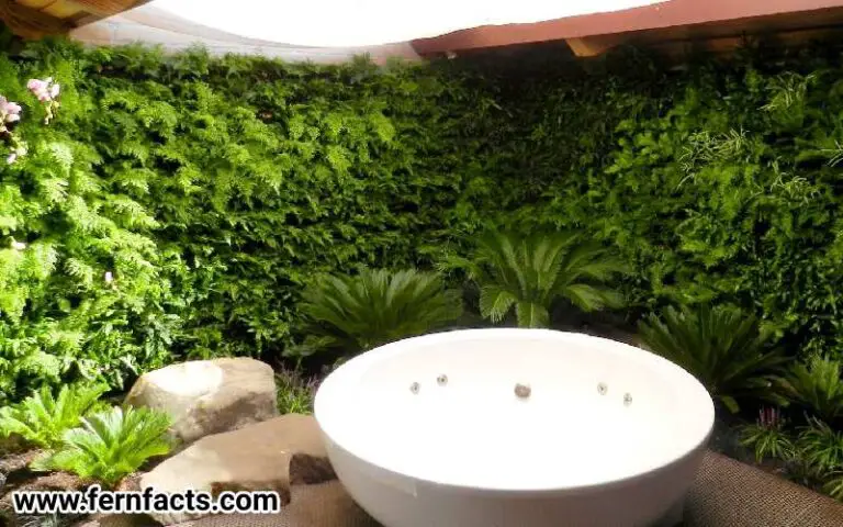 How To Design Your Own Living Fern Wall